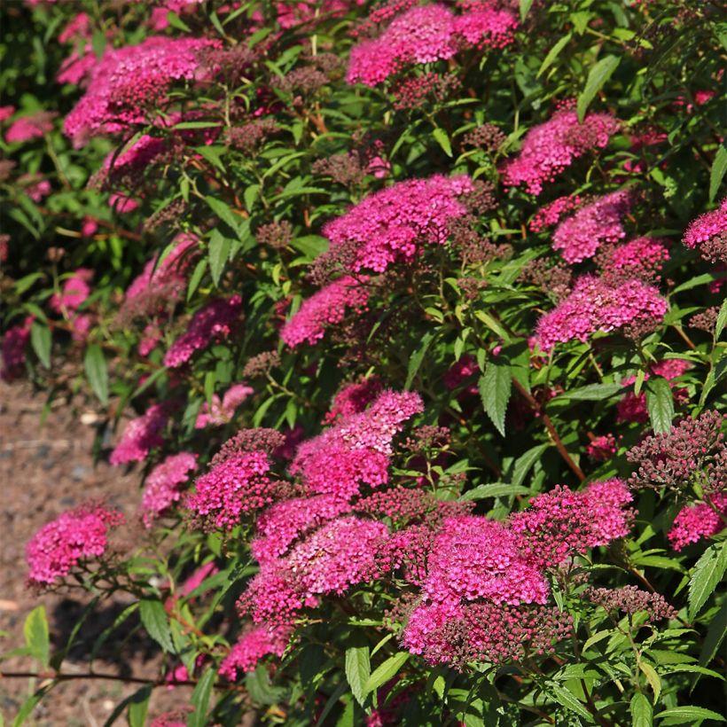 Spirea Japonica Neon Flash - View 16 from www redcrocus com