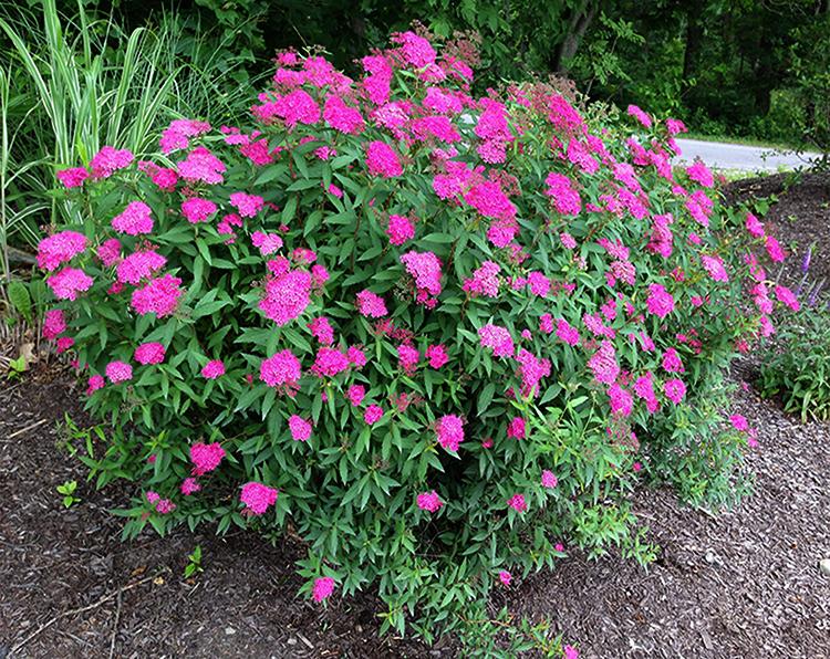 Spirea Japonica Neon Flash - View 17 from www redcrocus com
