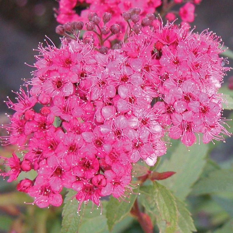 Spirea Japonica Neon Flash - View 18 from www redcrocus com