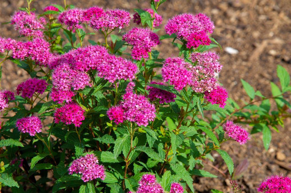 Spirea Japonica Neon Flash - View 19 from www redcrocus com