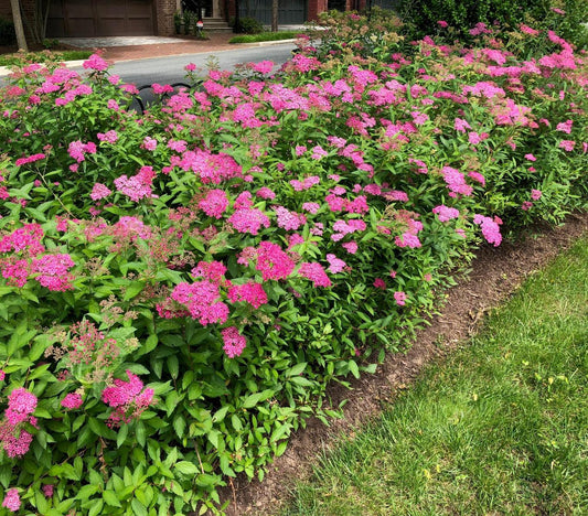 Spirea Japonica Neon Flash - View 1 from www redcrocus com
