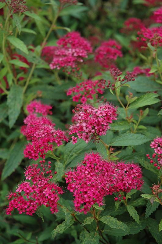 Spirea Japonica Neon Flash - View 3 from www redcrocus com