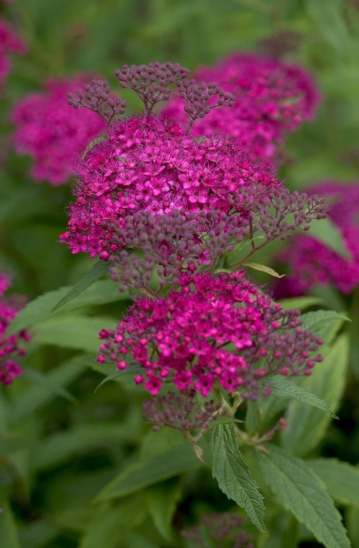 Spirea Japonica Neon Flash - View 4 from www redcrocus com