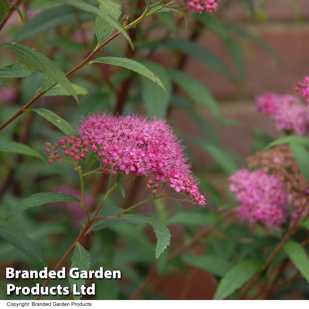 Spirea Japonica Neon Flash - View 5 from www redcrocus com