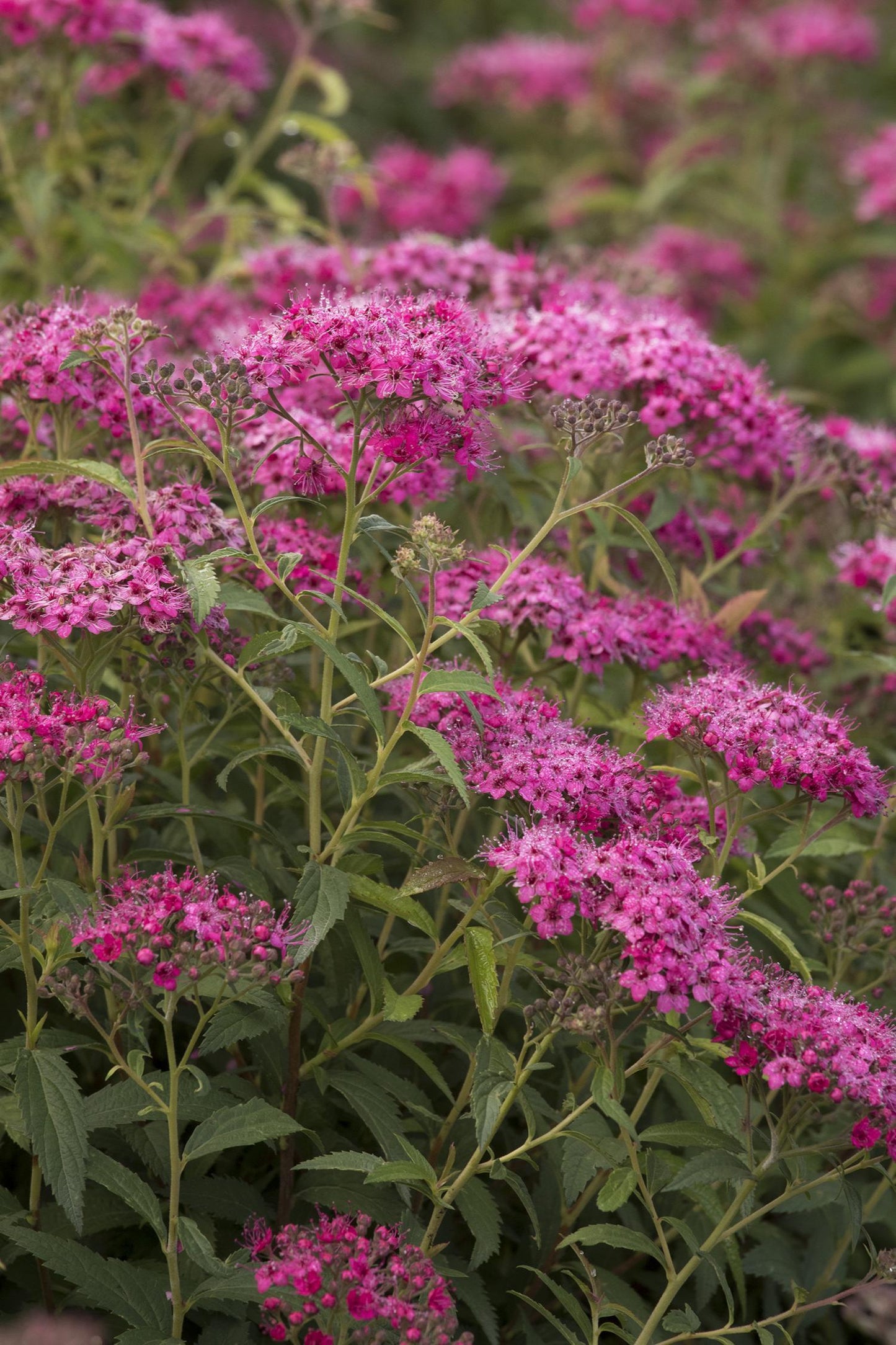Spirea Japonica Neon Flash - View 6 from www redcrocus com