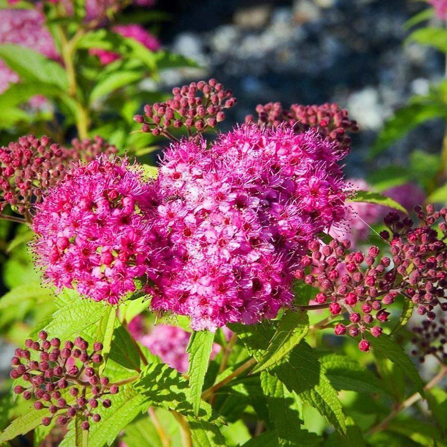 Spirea Japonica Neon Flash - View 7 from www redcrocus com