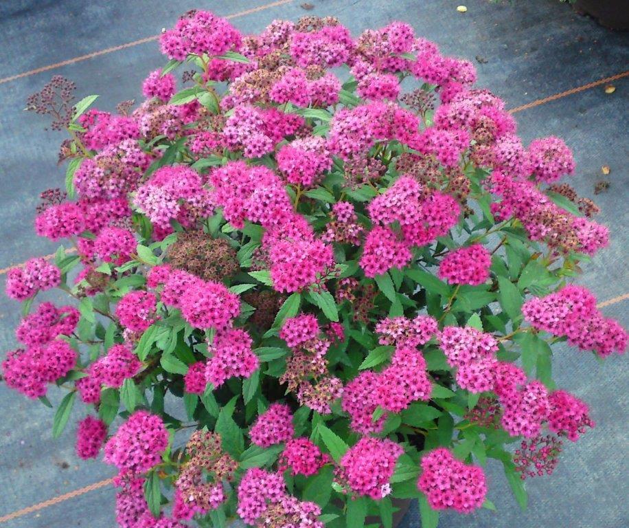 Spirea Japonica Neon Flash - View 8 from www redcrocus com
