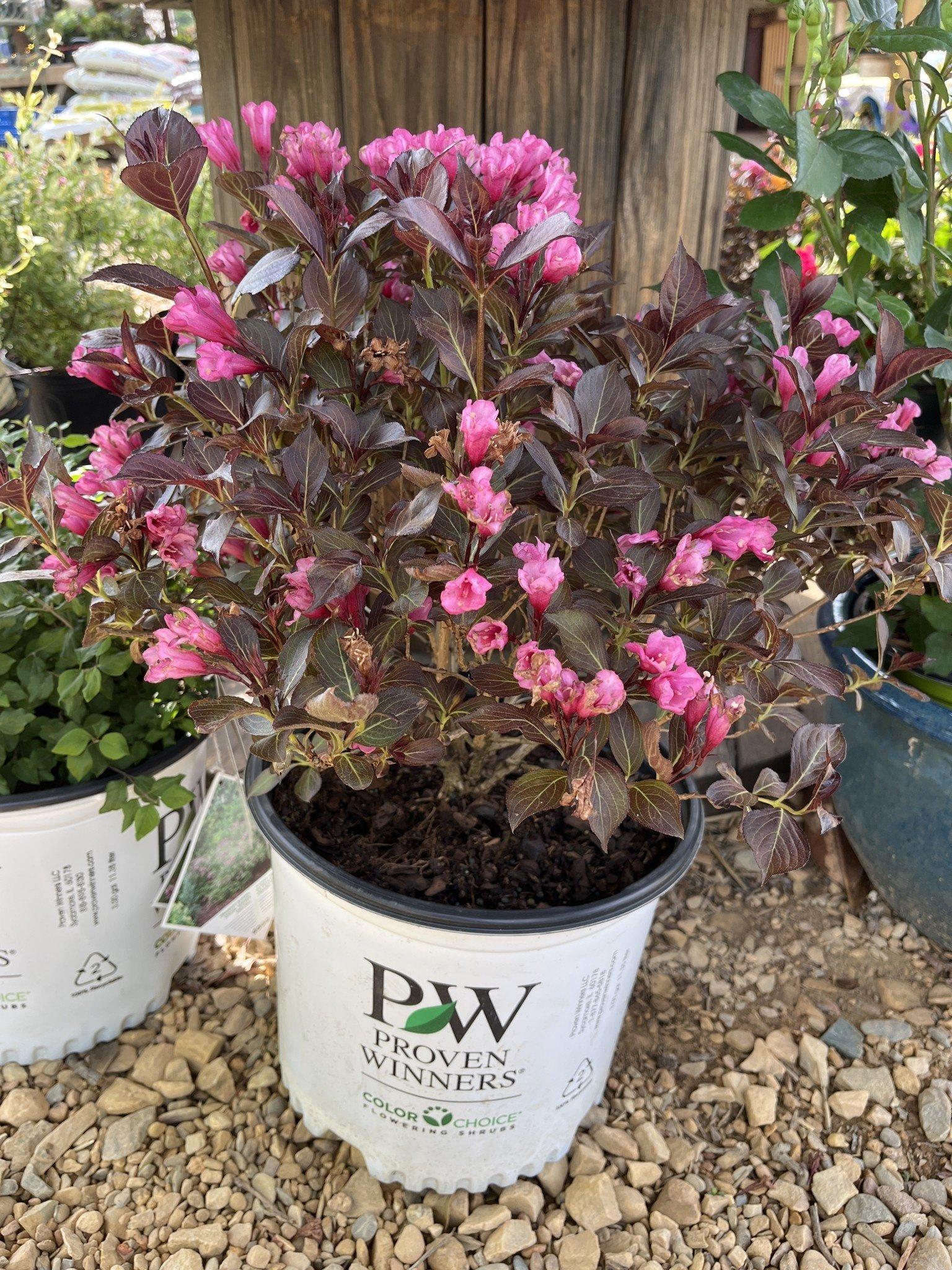 Weigela Florida Wine And Roses - View 19 from www redcrocus com