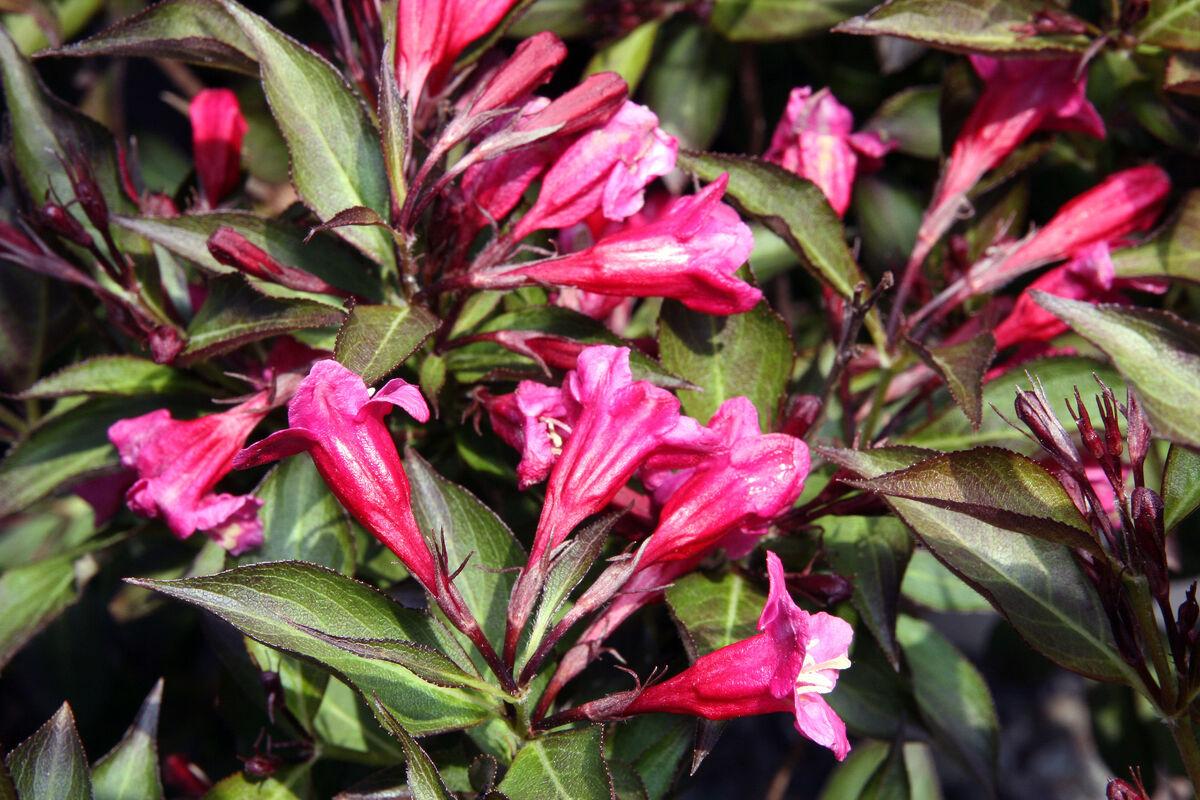 Weigela Florida Wine And Roses - View 6 from www redcrocus com