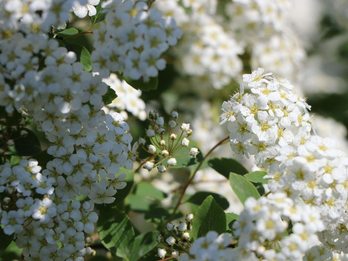 Spirea Vanhouttei - View 10 from www redcrocus com