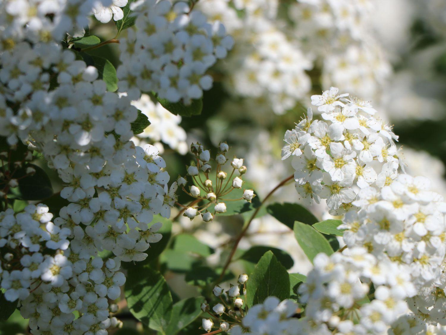 Spirea Vanhouttei - View 10 from www redcrocus com