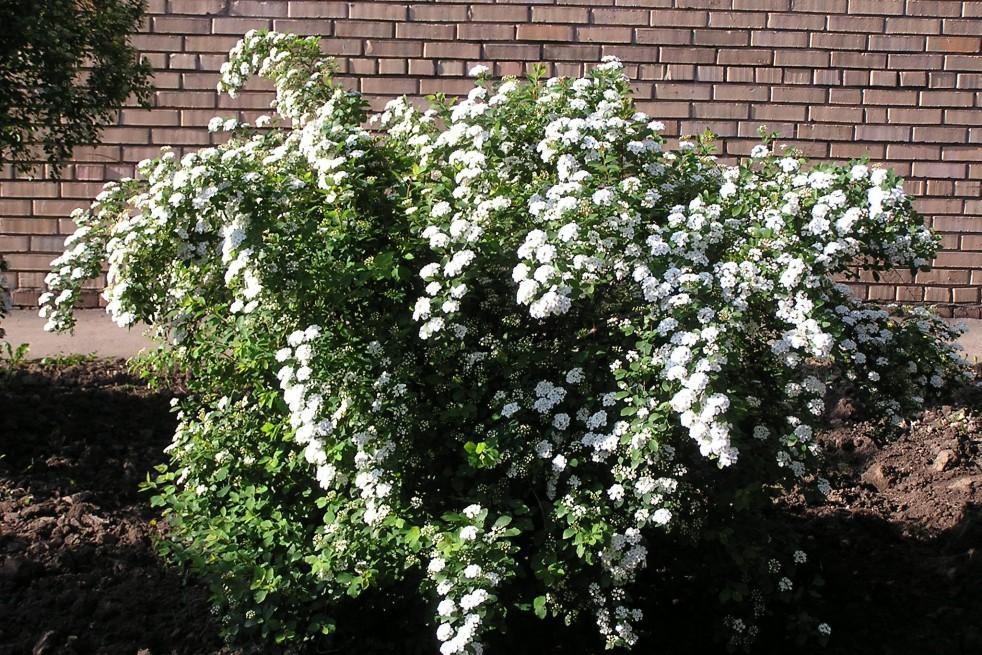 Spirea Vanhouttei - View 11 from www redcrocus com