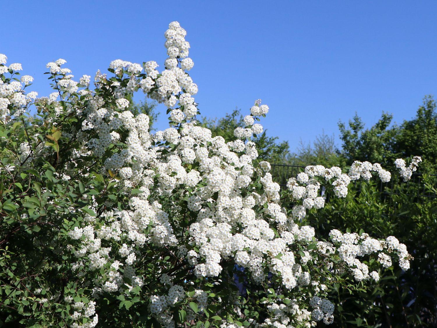 Spirea Vanhouttei - View 12 from www redcrocus com