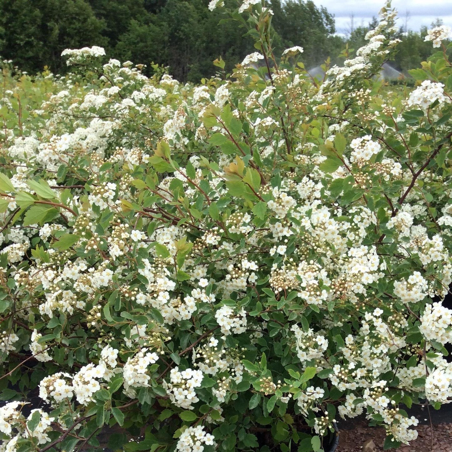 Spirea Vanhouttei - View 13 from www redcrocus com