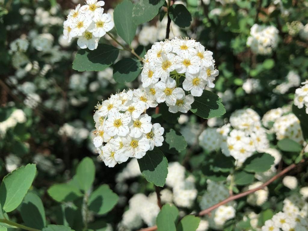 Spirea Vanhouttei - View 14 from www redcrocus com