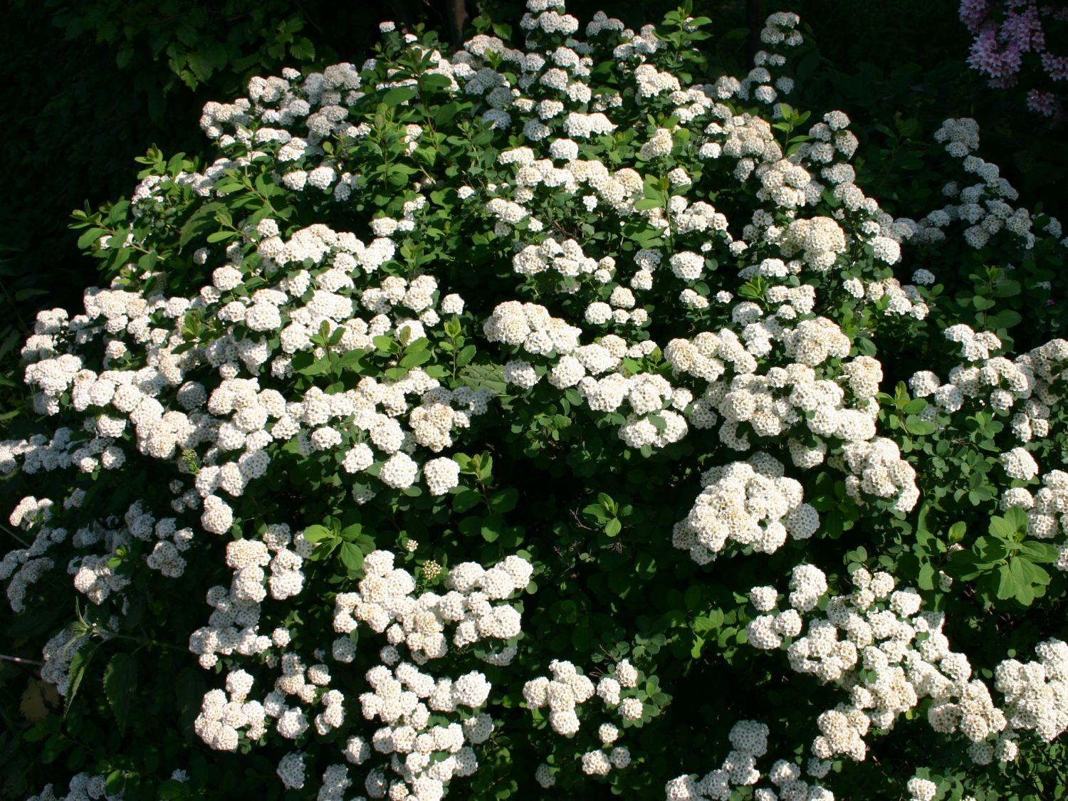 Spirea Vanhouttei - View 15 from www redcrocus com