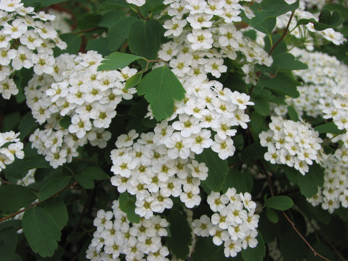 Spirea Vanhouttei - View 16 from www redcrocus com