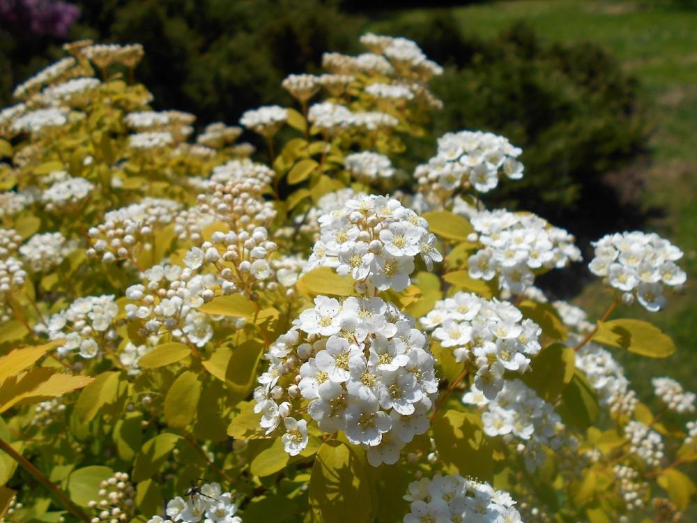 Spirea Vanhouttei - View 17 from www redcrocus com