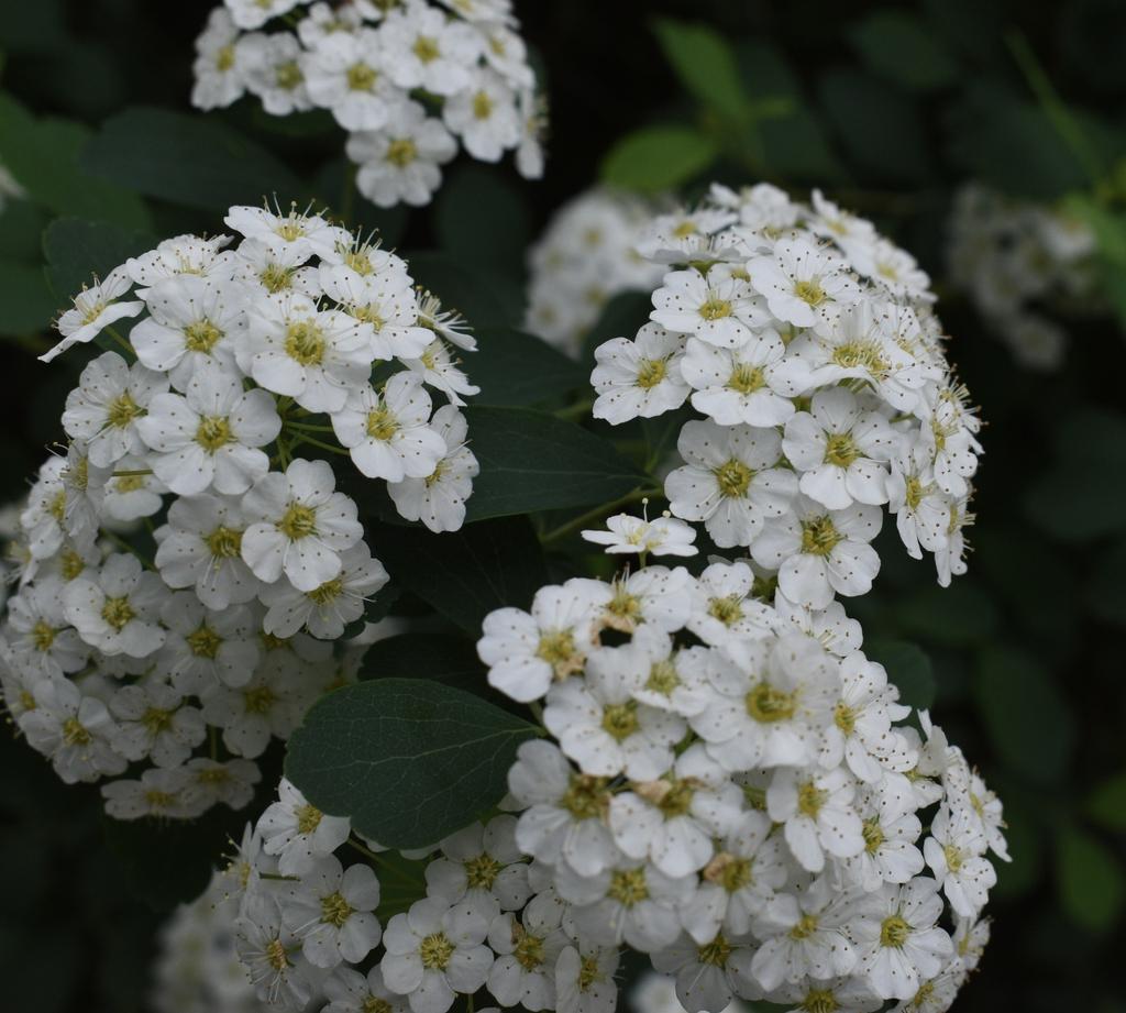 Spirea Vanhouttei - View 18 from www redcrocus com