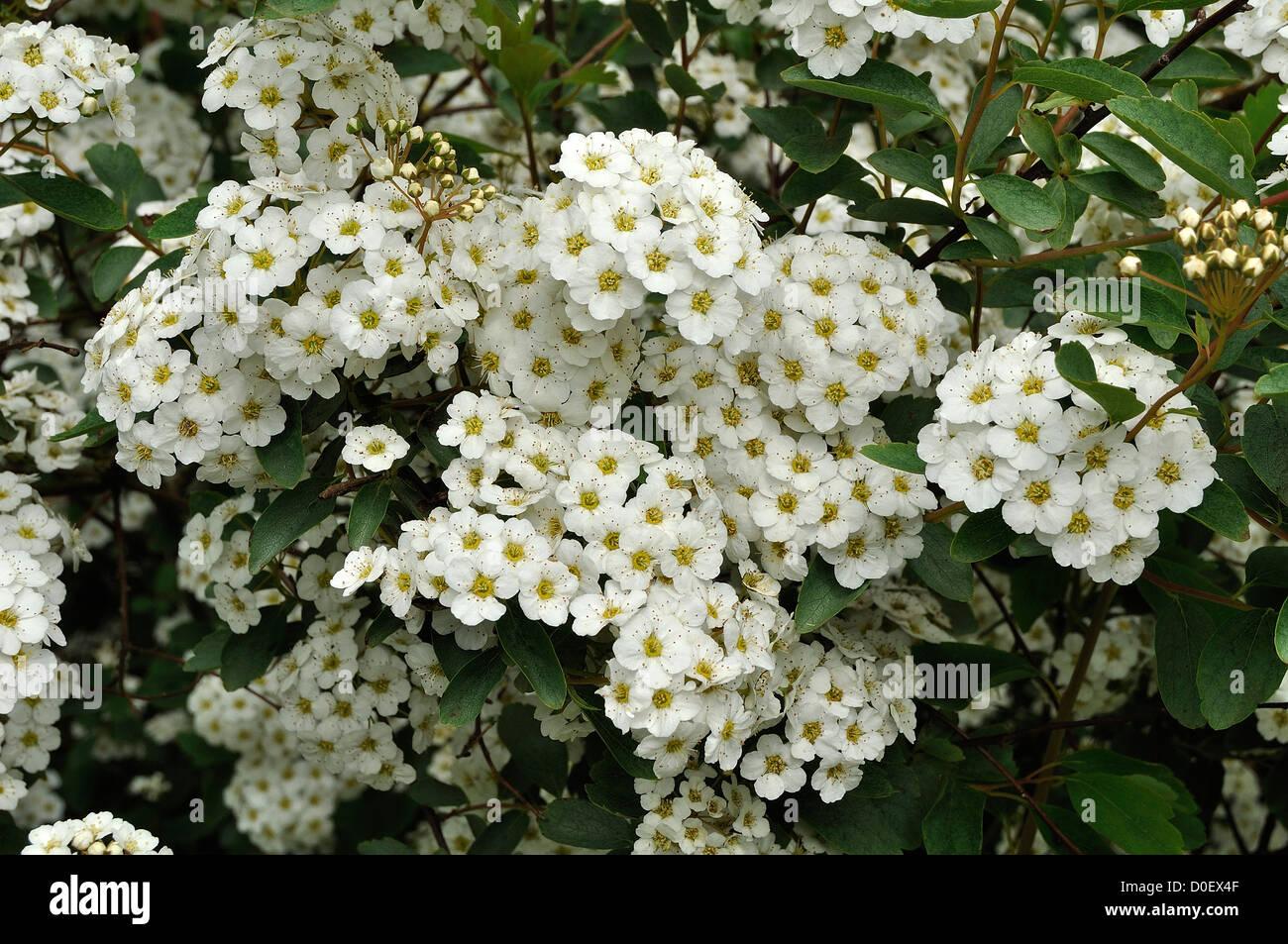 Spirea Vanhouttei - View 19 from www redcrocus com