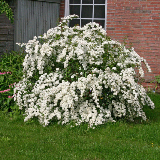 Spirea Vanhouttei - View 1 from www redcrocus com
