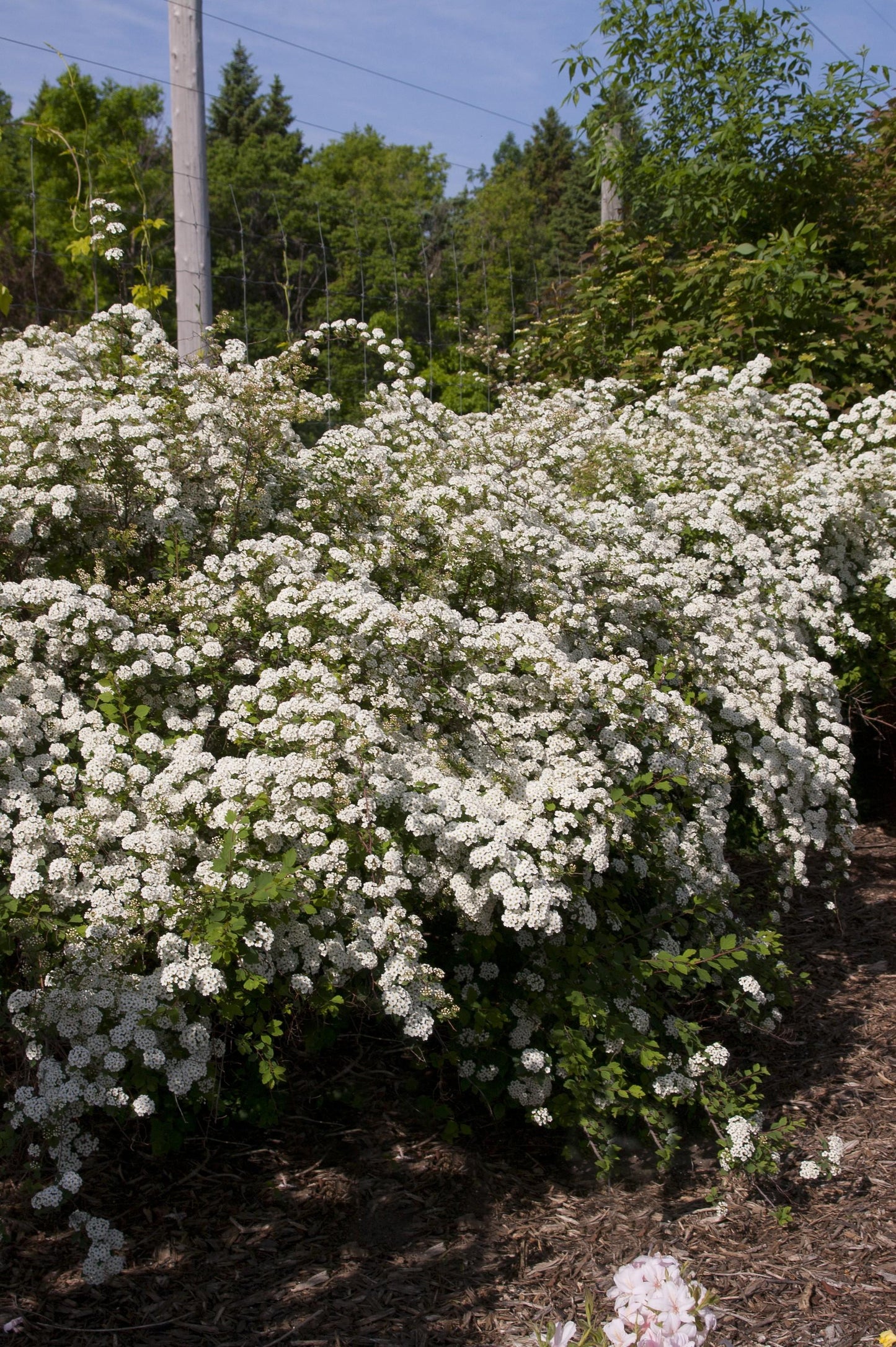 Spirea Vanhouttei - View 20 from www redcrocus com