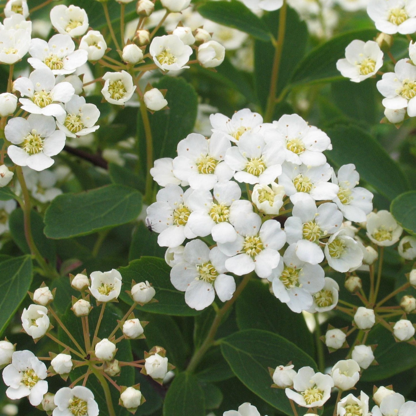 Spirea Vanhouttei - View 2 from www redcrocus com