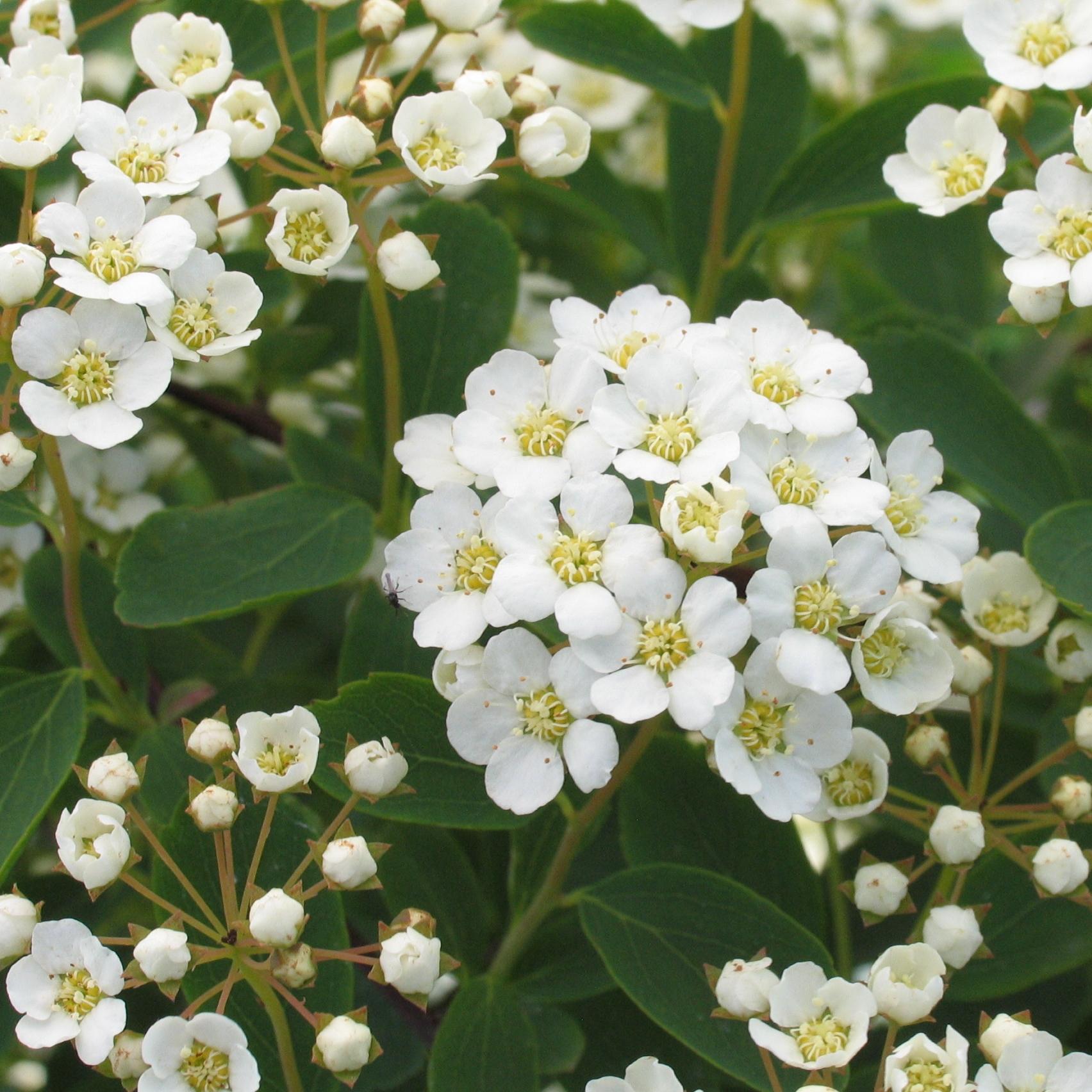 Spirea Vanhouttei - View 2 from www redcrocus com