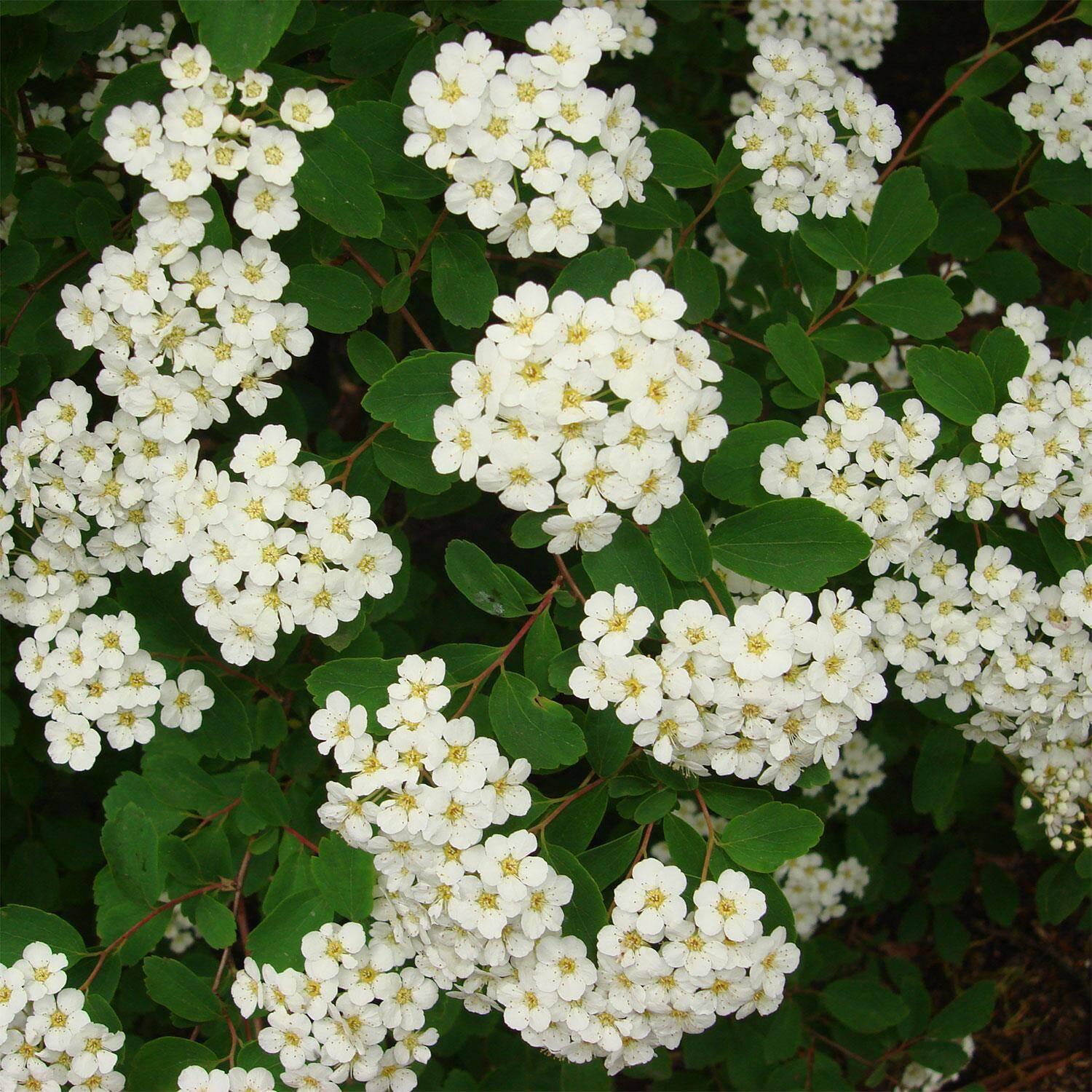 Spirea Vanhouttei - View 3 from www redcrocus com