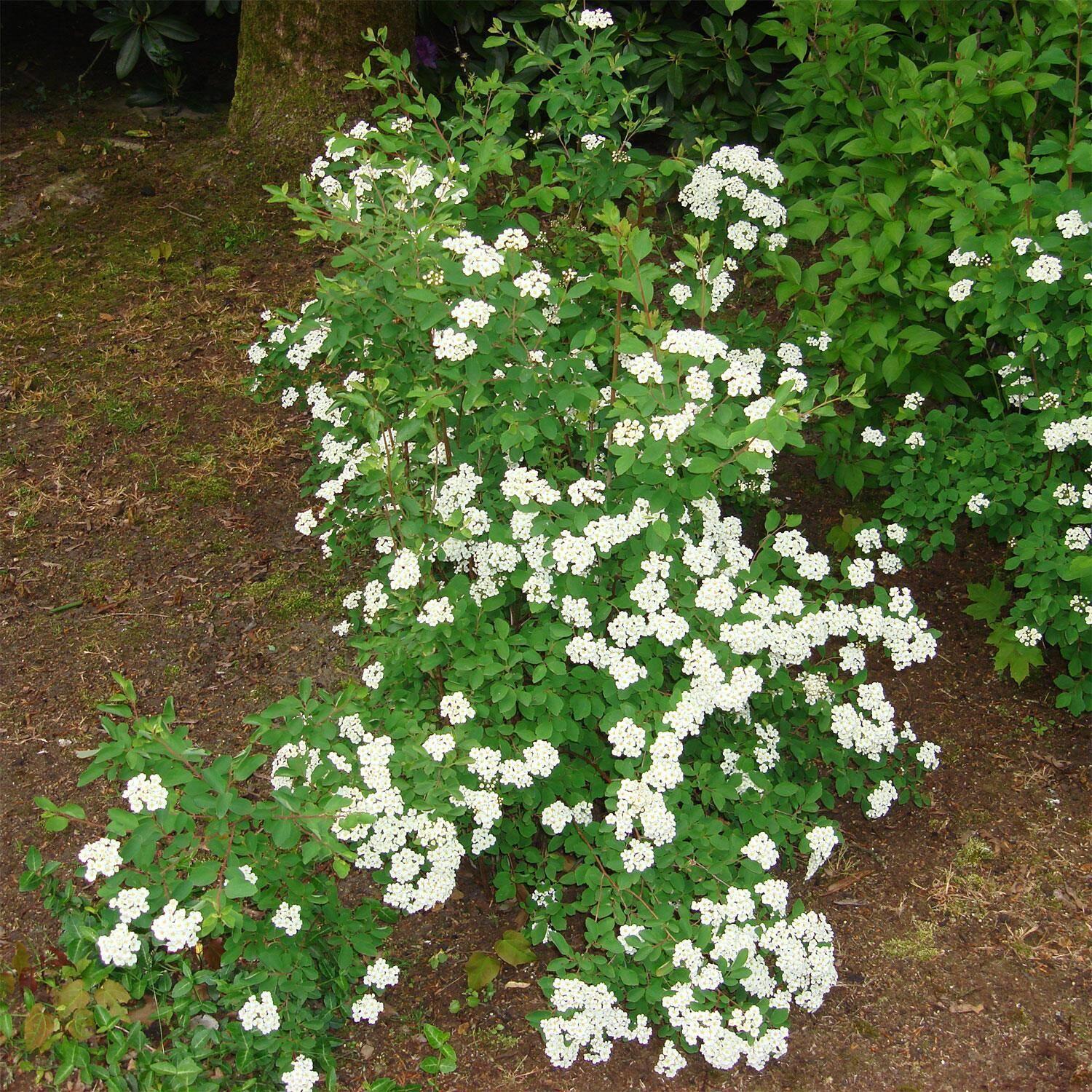 Spirea Vanhouttei - View 4 from www redcrocus com