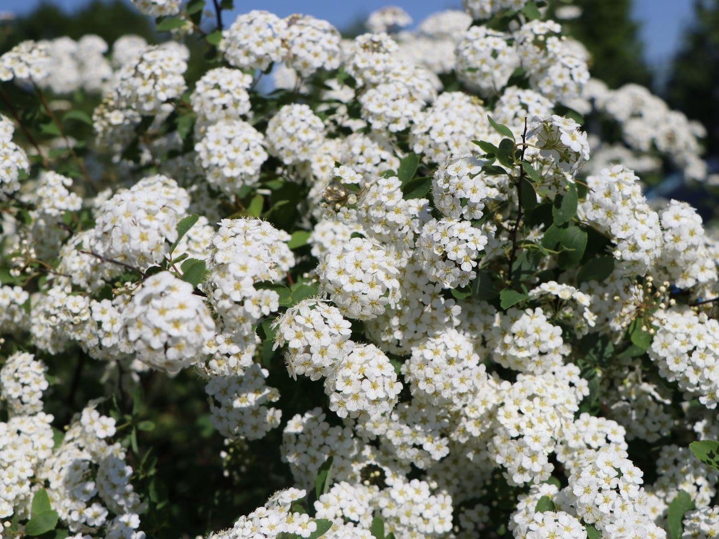 Spirea Vanhouttei - View 5 from www redcrocus com