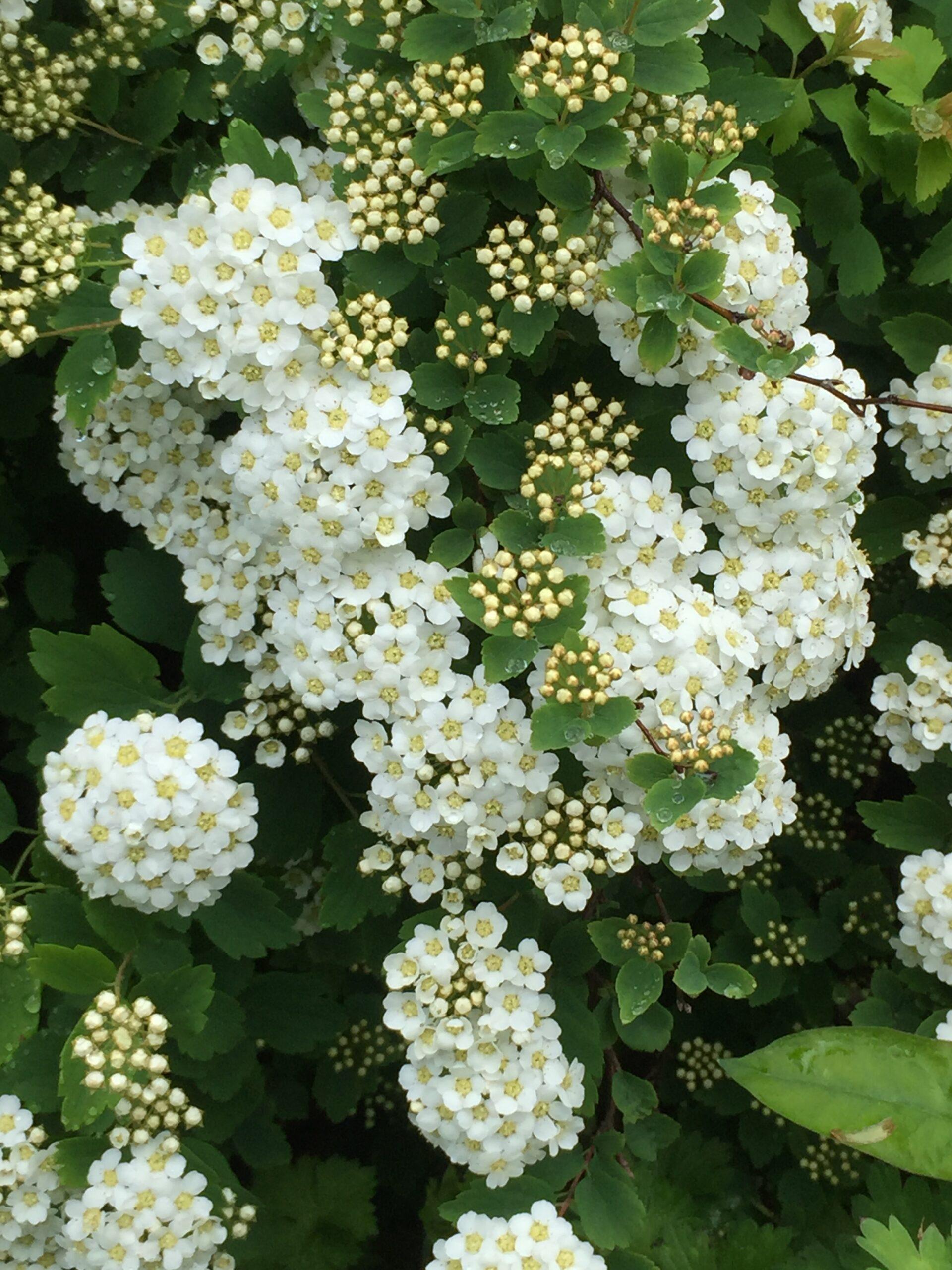 Spirea Vanhouttei - View 6 from www redcrocus com