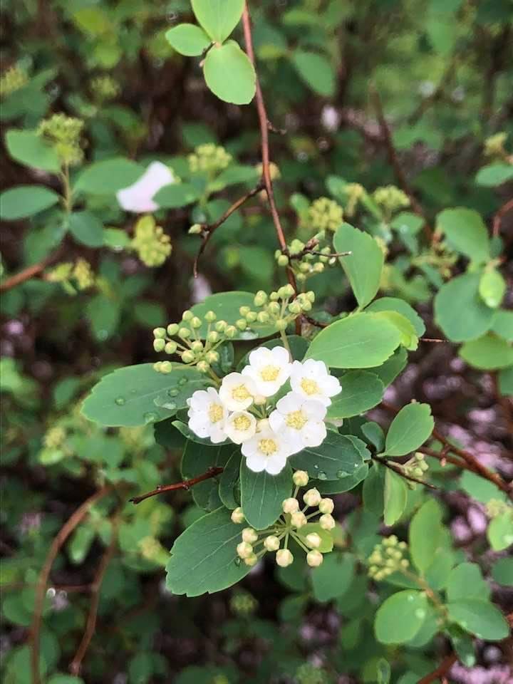 Spirea Vanhouttei - View 7 from www redcrocus com