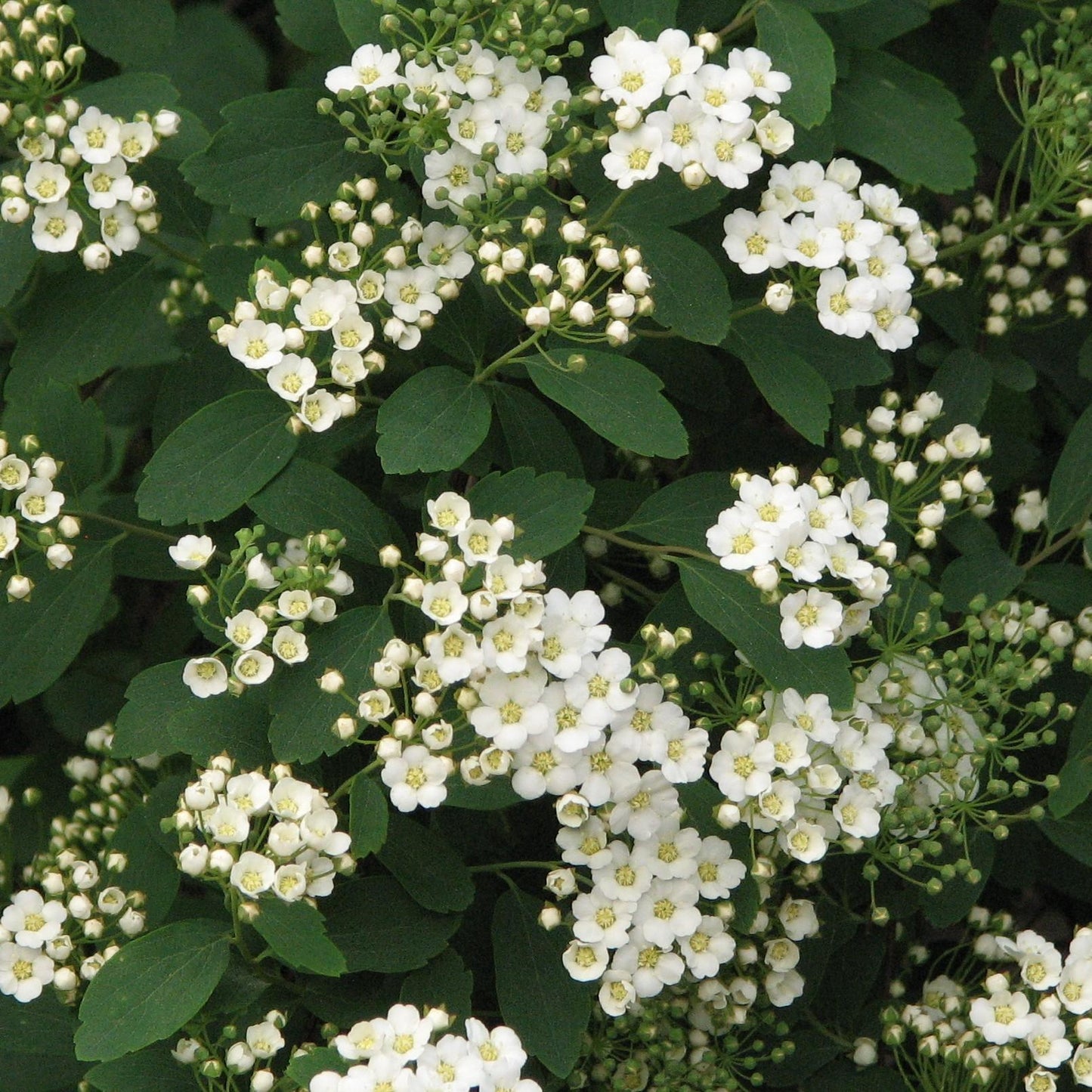 Spirea Vanhouttei - View 8 from www redcrocus com