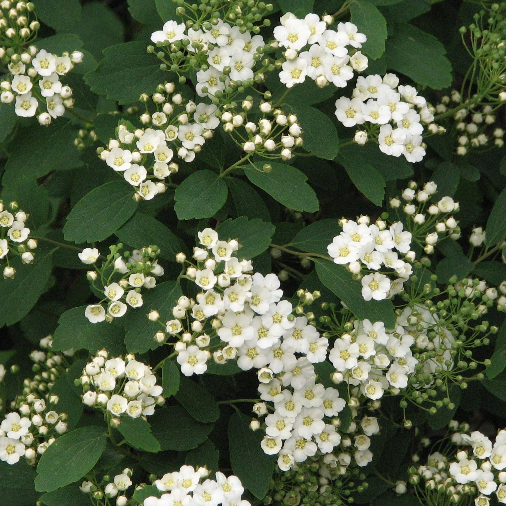 Spirea Vanhouttei - View 8 from www redcrocus com