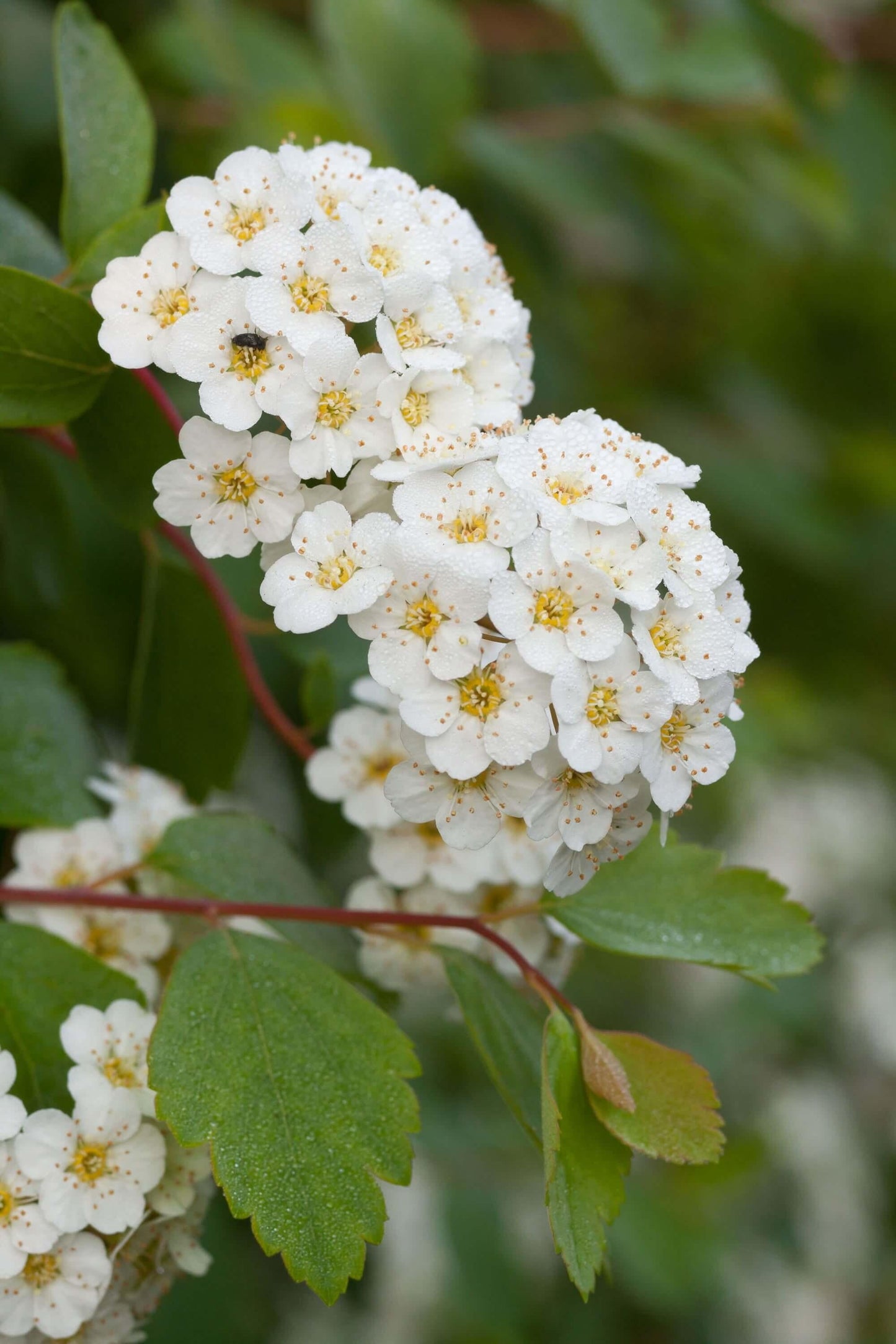 Spirea Vanhouttei - View 9 from www redcrocus com
