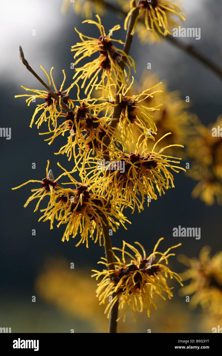 Hamamelis Vernalis - View 19 from www redcrocus com