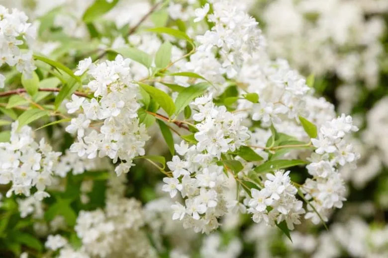 Deutzia Gracilis 'nikko' - View 10 from www redcrocus com