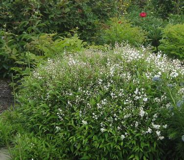 Deutzia Gracilis 'nikko' - View 12 from www redcrocus com