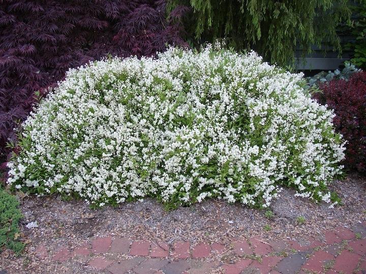 Deutzia Gracilis 'nikko' - View 14 from www redcrocus com