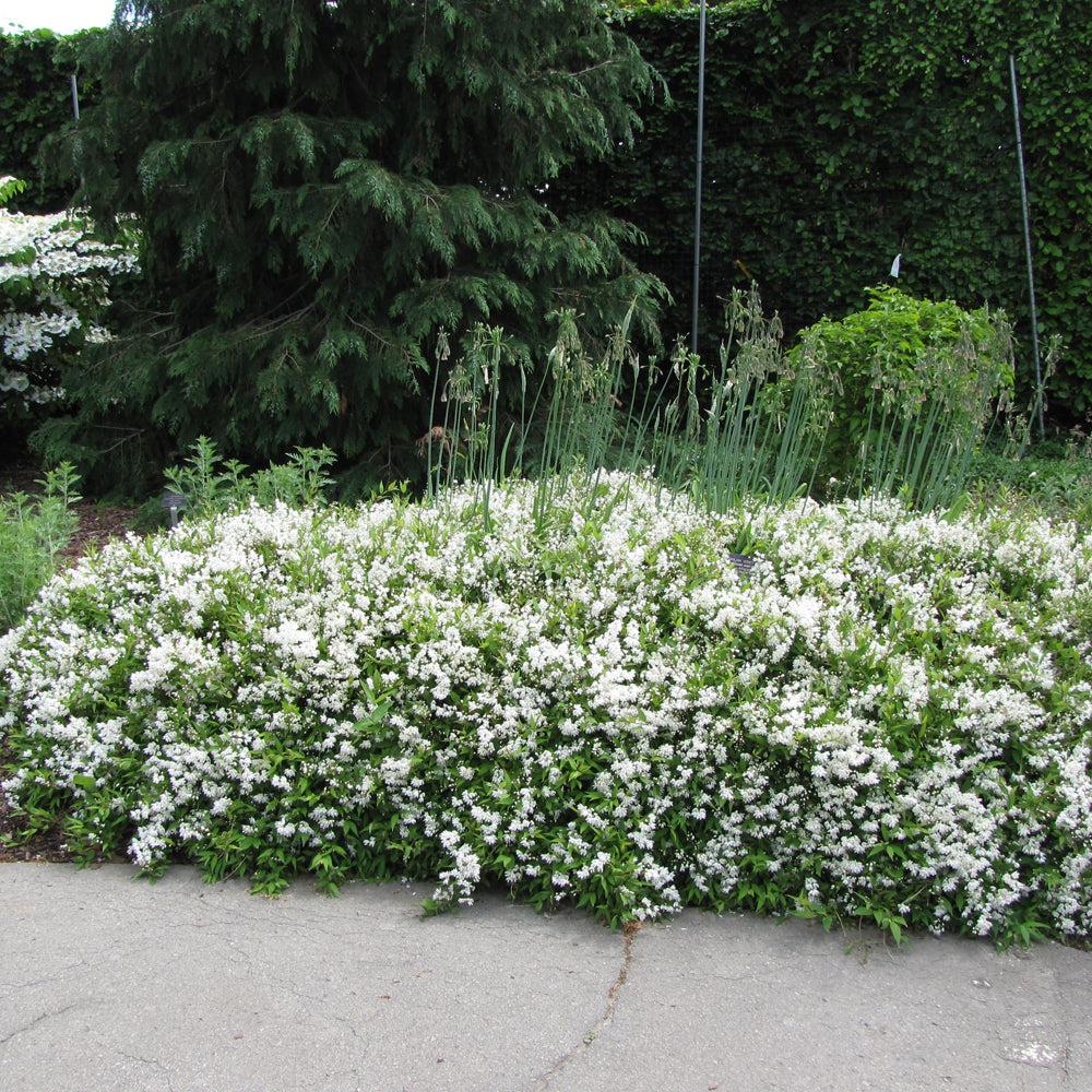 Deutzia Gracilis 'nikko' - View 15 from www redcrocus com