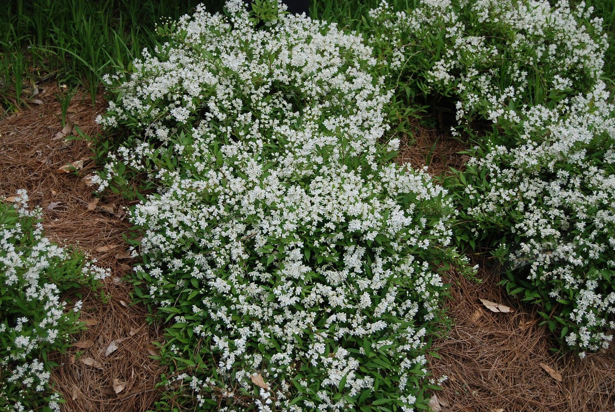 Deutzia Gracilis 'nikko' - View 16 from www redcrocus com