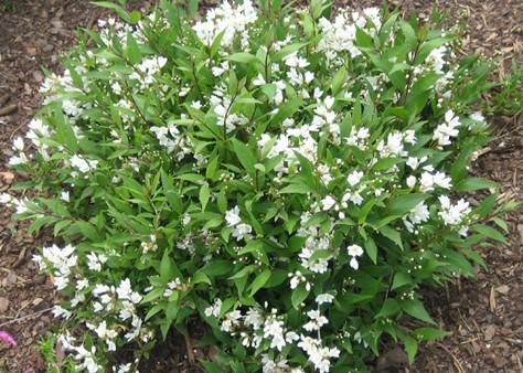 Deutzia Gracilis 'nikko' - View 18 from www redcrocus com