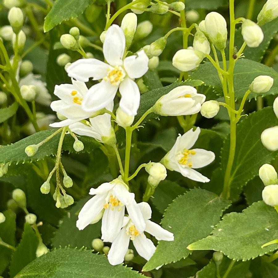 Deutzia Gracilis 'nikko' - View 19 from www redcrocus com
