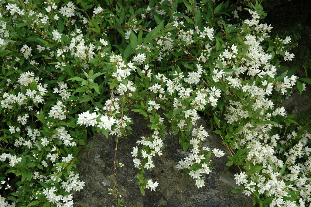 Deutzia Gracilis 'nikko' - View 22 from www redcrocus com