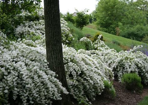 Deutzia Gracilis 'nikko' - View 23 from www redcrocus com