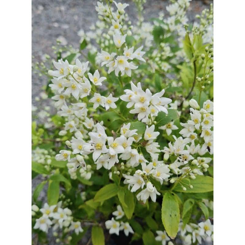 Deutzia Gracilis 'nikko' - View 24 from www redcrocus com