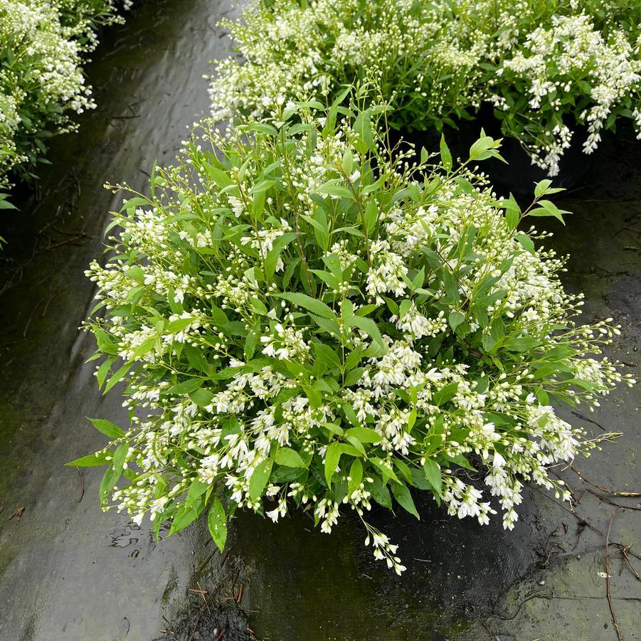 Deutzia Gracilis 'nikko' - View 25 from www redcrocus com
