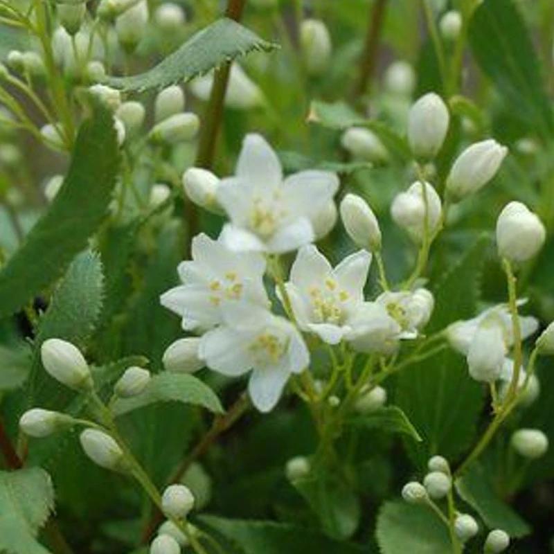 Deutzia Gracilis 'nikko' - View 27 from www redcrocus com