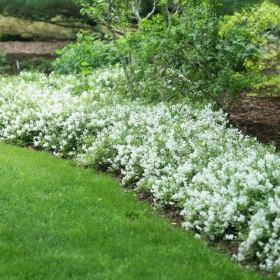 Deutzia Gracilis 'nikko' - View 28 from www redcrocus com